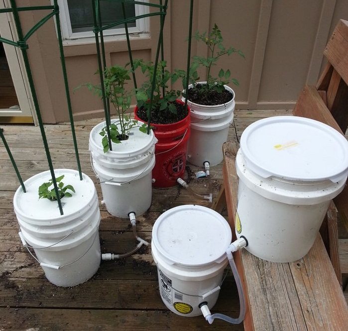 Gallon Bucket Tomato Container Garden Featured