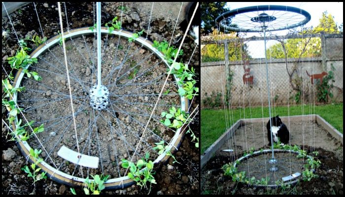 Garden Trellis From Old Bike Tires Main Image