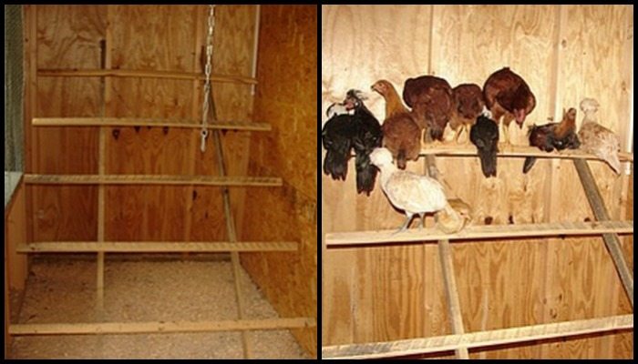 Chicken Roost Main Image