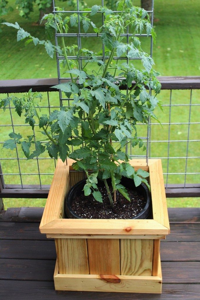 Garden Grow Box and Trellis Combo