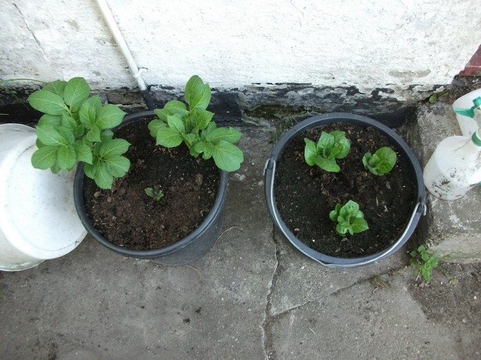 No-Dig Potato Buckets