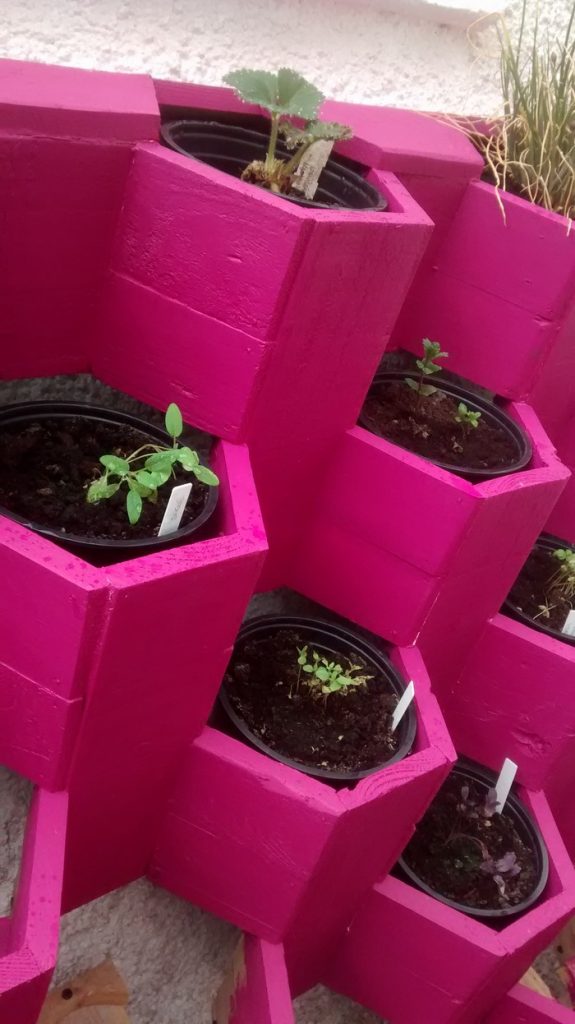 Herb Hive