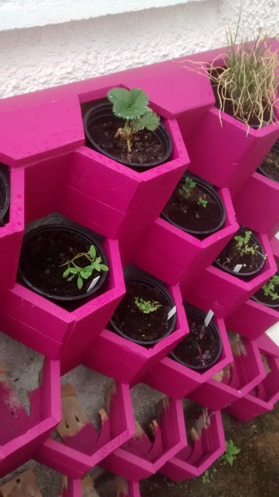 Herb Hive