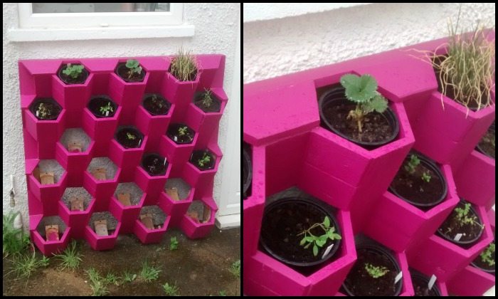 Herb Hive
