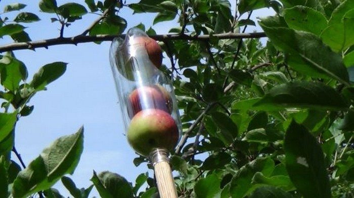 Soda Bottle Fruit Picker DIY