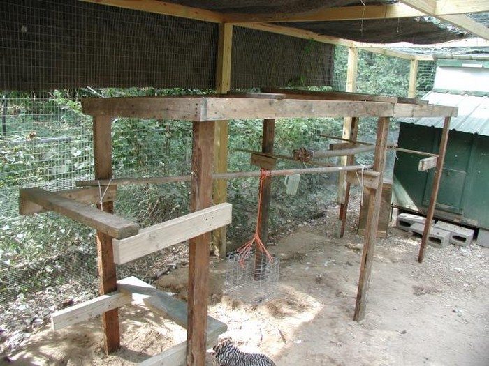 Chicken Jungle Gym