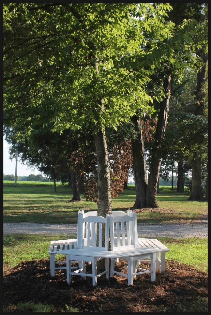Bench Around a Tree from Kitchen Chairs