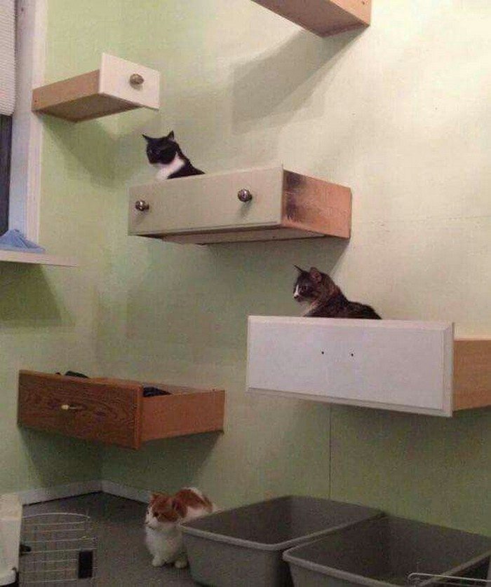 DIY Cat Tree