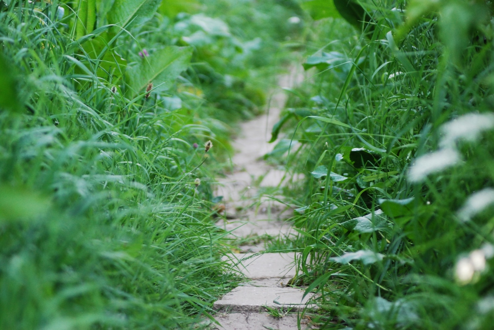 An image of residential garden paths.
