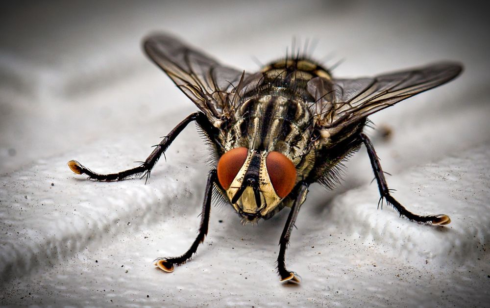 An image of a fruit fly for an article about fruit fly trap DIY projects.