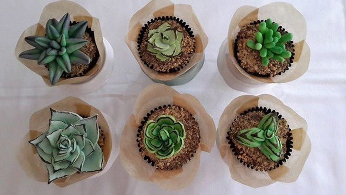 Succulent Cupcakes