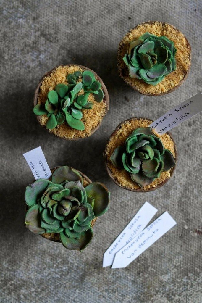 Succulent Cupcakes