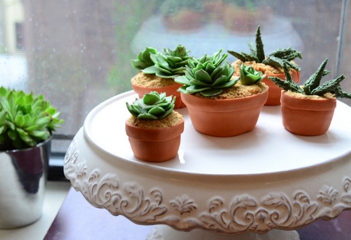 Succulent Cupcakes