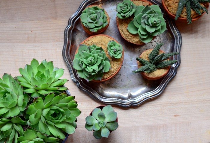 Succulent Cupcakes