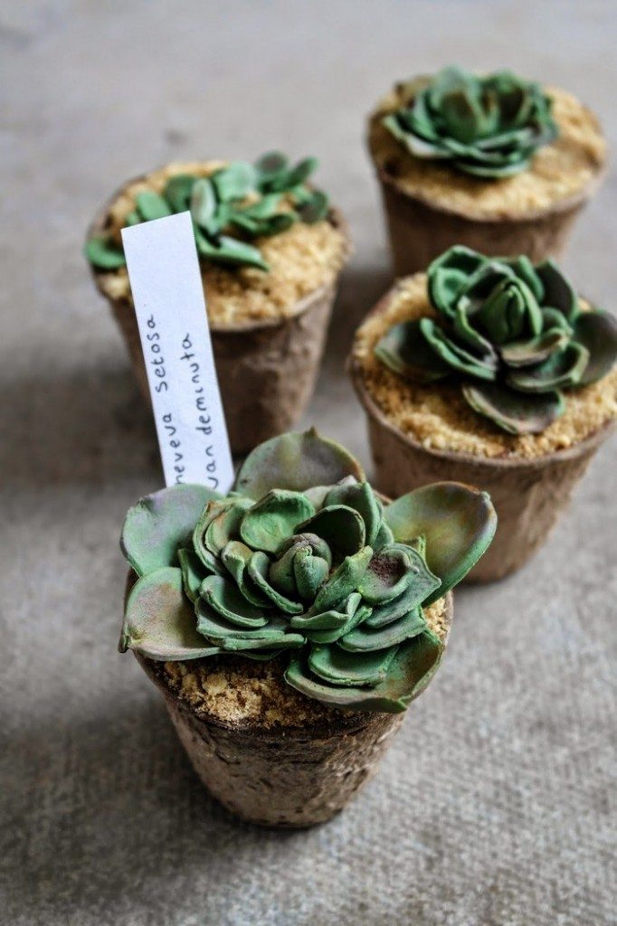 Succulent Cupcakes