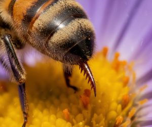 Scientists Copy Bee Stinger to Create Medical Miracle