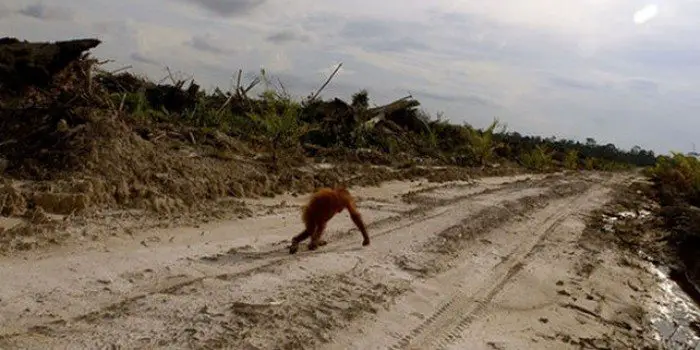 Palm oil devastation!