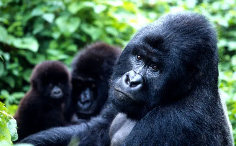 Our genetic cousins are on life support - the eastern gorilla