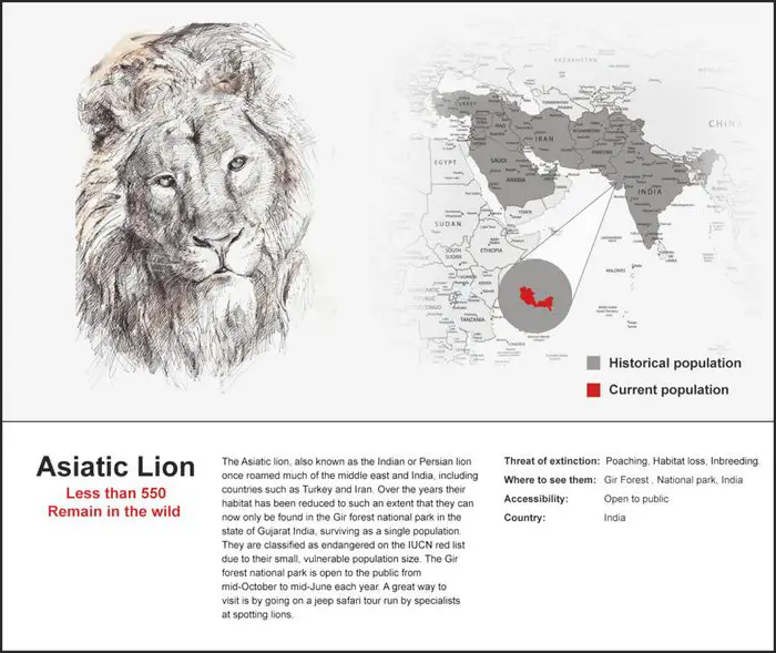 The Asiatic Lion can now only be found in the Gir Forest, located in Gujarat, India.