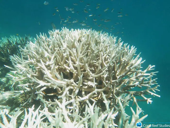 Bleached coral at Mission Beach. Image by Bette Willis