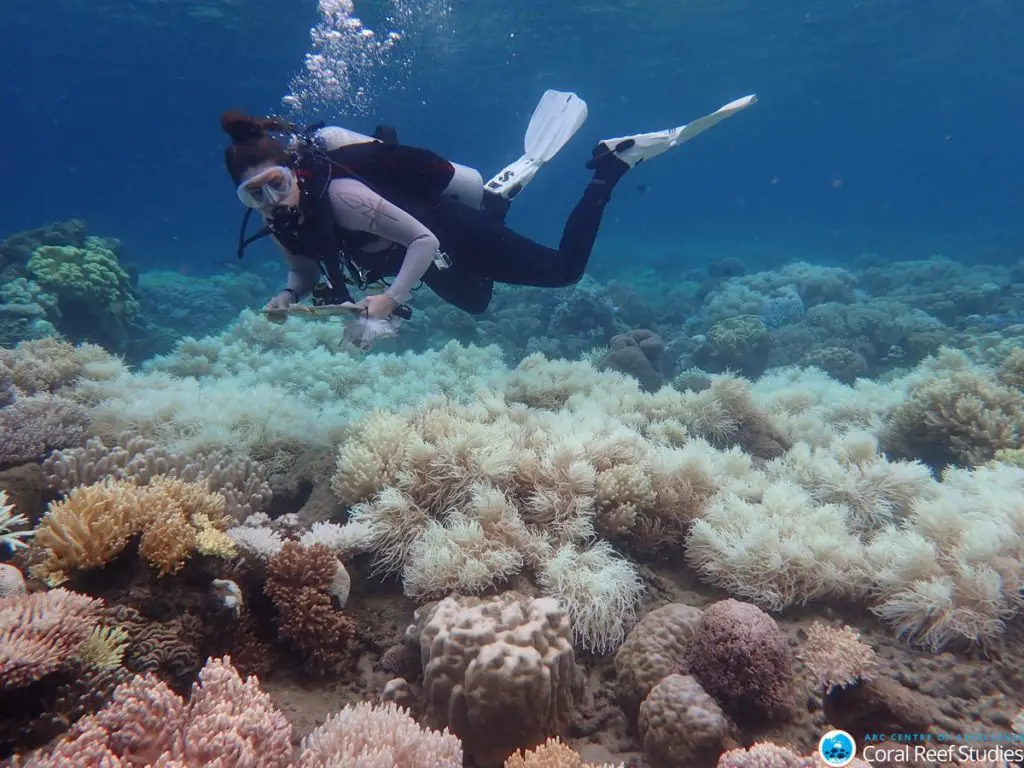 Coral bleaching at Orpheus Island