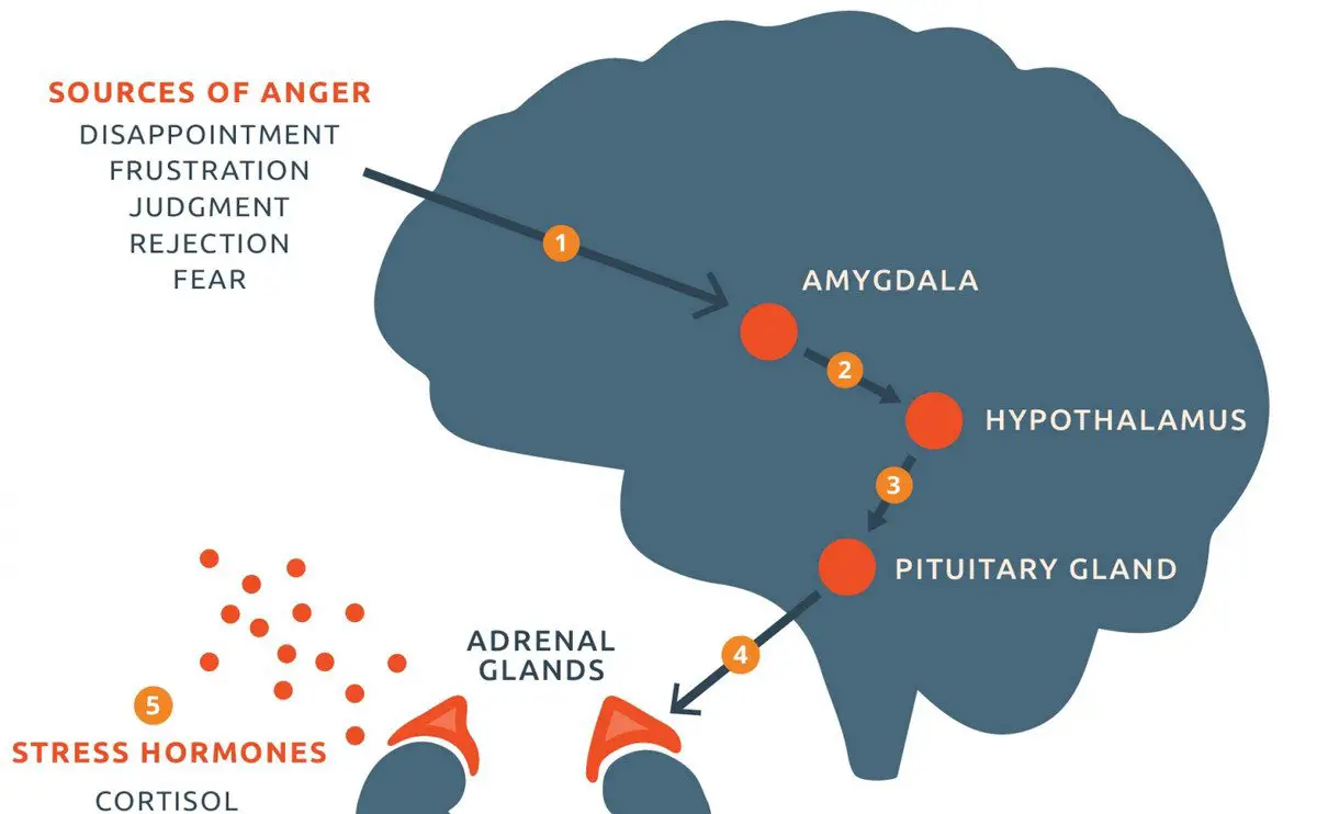 Анализ крови на стресс. Гормоны стресса адреналин норадреналин кортизол. Гормон гнева. Гормоны стресса в надпочечниках. Мозг гормон стресса.