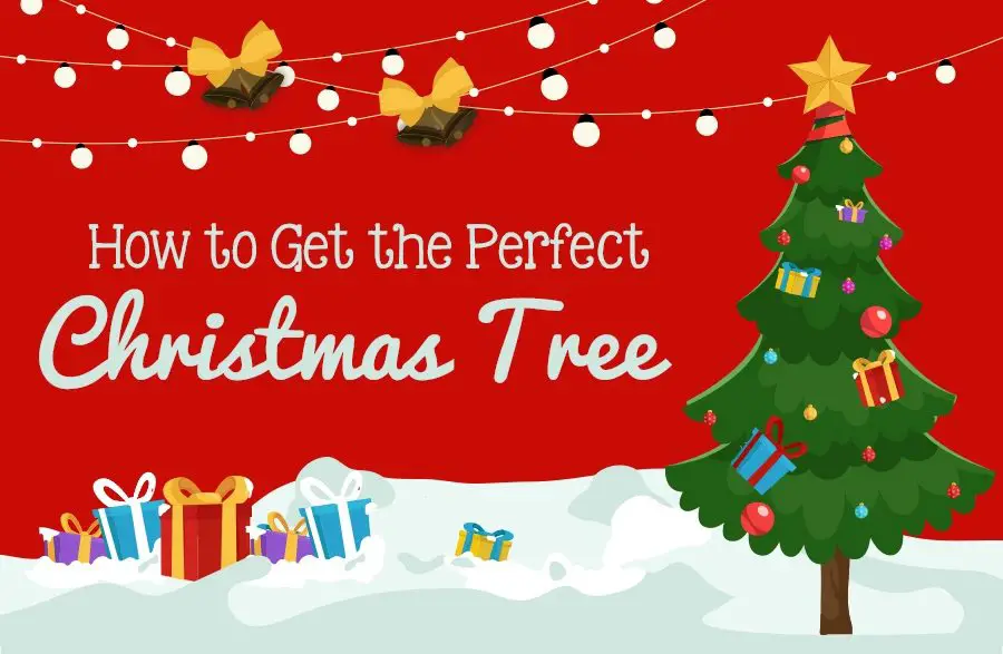 Picking the perfect Christmas tree for your home