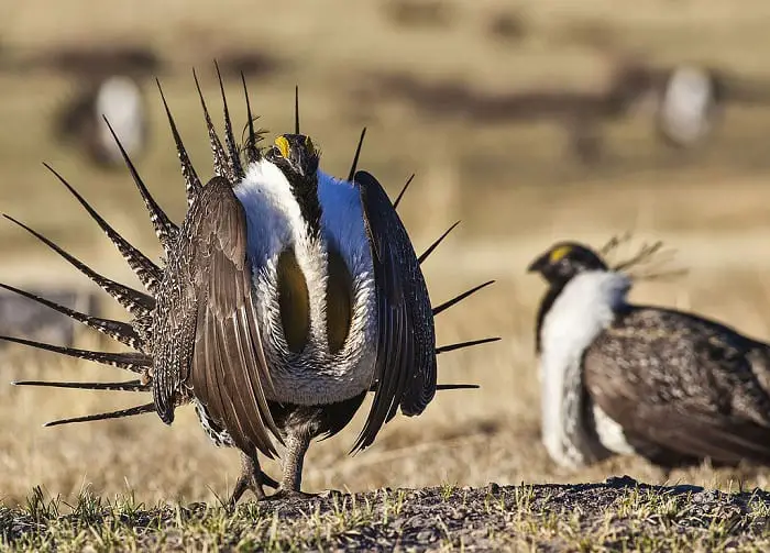 Bernhardt played a key role in the rollback of protections for the sage grouse