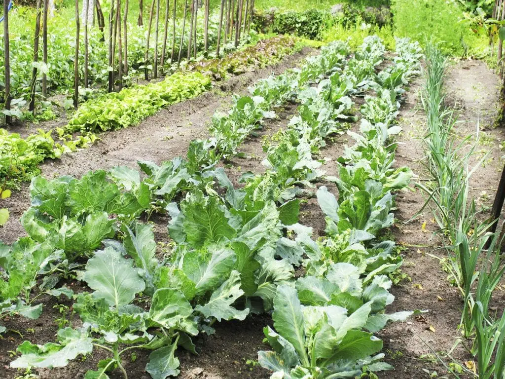 An organic vegetable garden