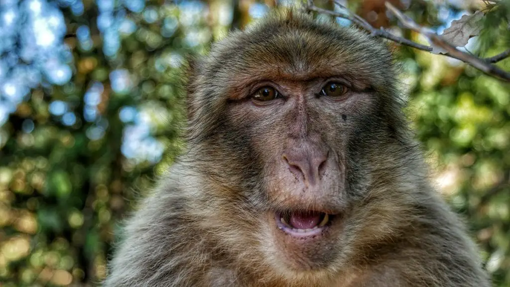 Human-Monkey Hybrids in China
