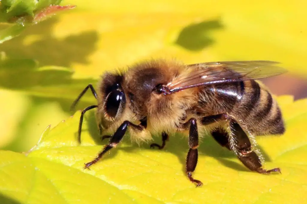 Mass Bee Deaths