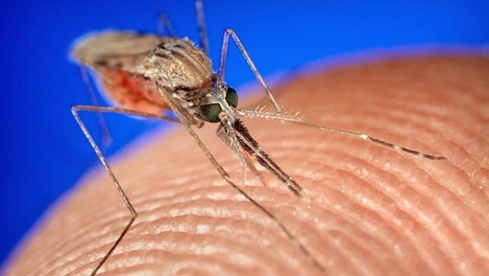 Malaria infected 219 million people in 2017. 