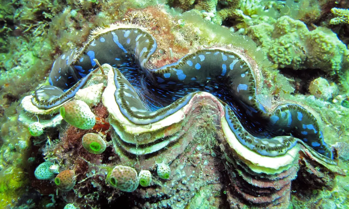 giant clam shell buyers