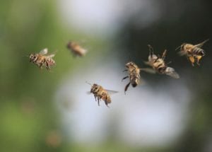 Bees