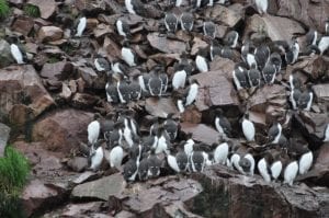 Blob KIlls a Million Seabirds