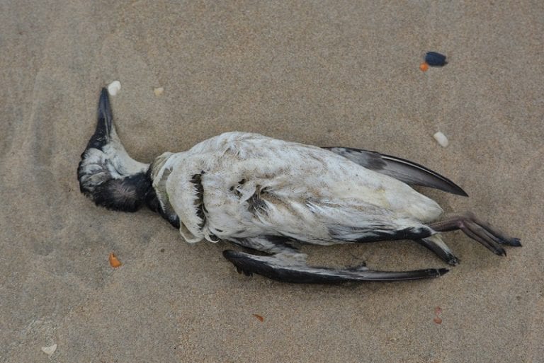 Mysterious Blob Kills a Million Seabirds in North America - Ideas2Live4