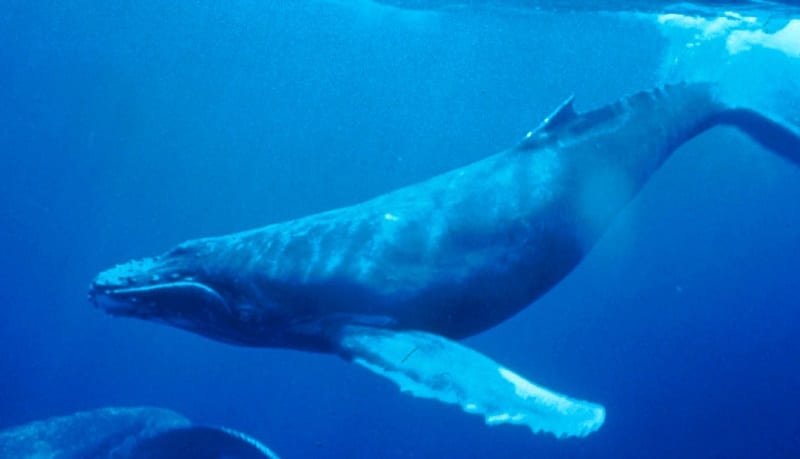 Numerous animal species have been affected by the same confluence of factors, including sea lions, puffins, and whales. 