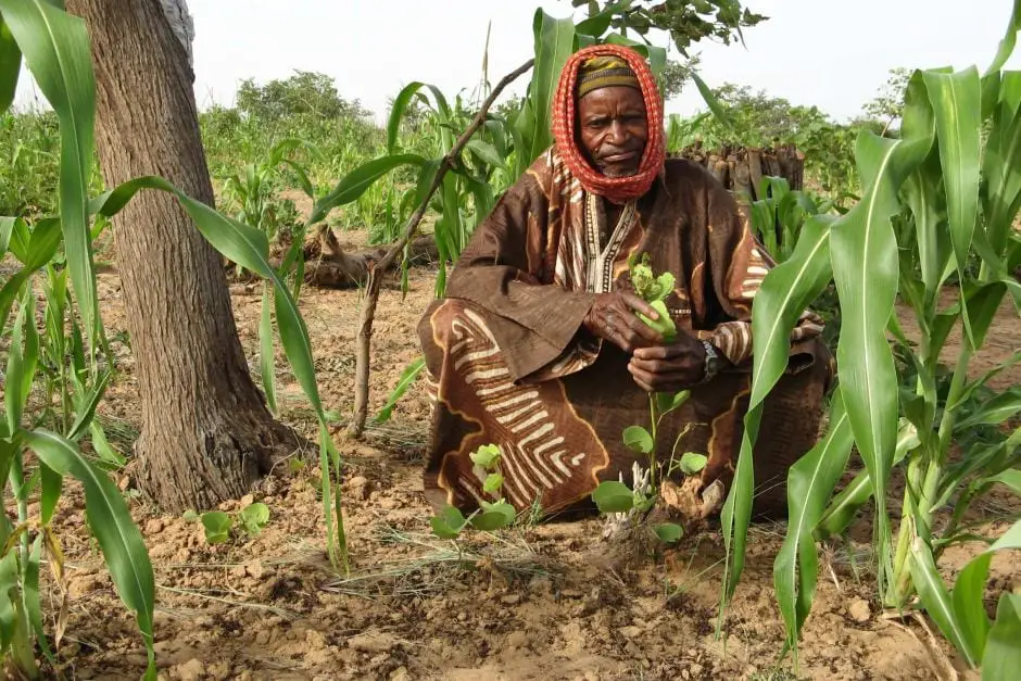 A local farmer proudly shows his regenerated trees in Maradi state, Niger Republic.