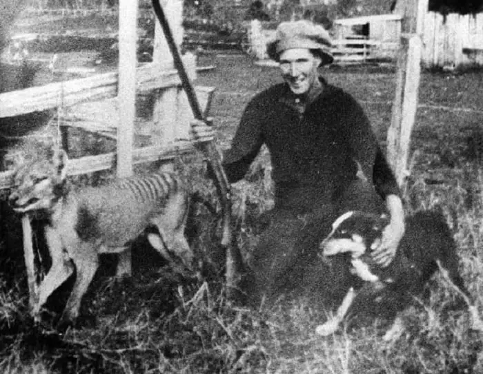 A homesteader named Wilf Batty shot the last known wild specimen through the shoulder in May1930.  Batty caught the animal killing chickens in his hen house in Mawbanna, in northwest Tasmania. 