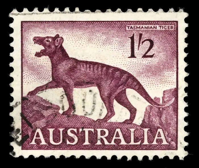 In extinction, the Tasmanian tiger seems to have undertaken a fantastic  journey from oblivion into the unlikely world of immortality.  