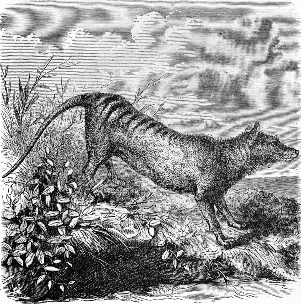 The Curious Immortality of the Tasmanian Tiger