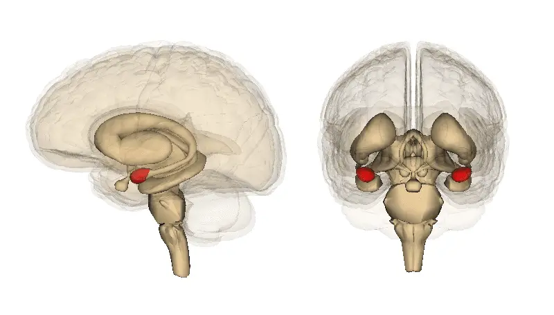 The amygdala is one of the oldest parts of the brain and its operations are quite primitive. 