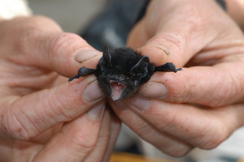 Microbats, like toothed whales and dolphins, use sound to see. 