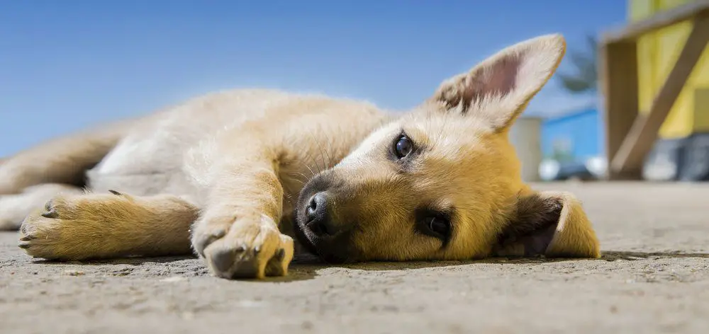 This list covers ten of the most common puppy health problems.