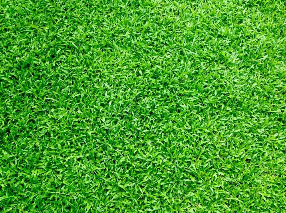 Recycled artificial turf is usually more budget-friendly than natural grass!
