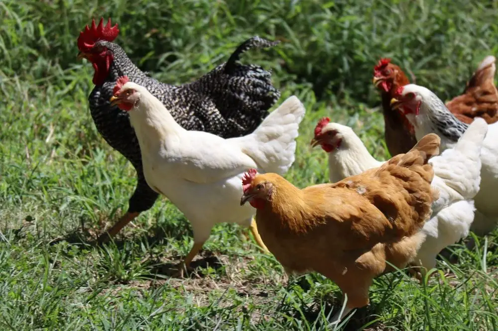 Chickens, ducks, and rabbits are popular choices for backyard farms due to their small size and easy-to-manage nature.