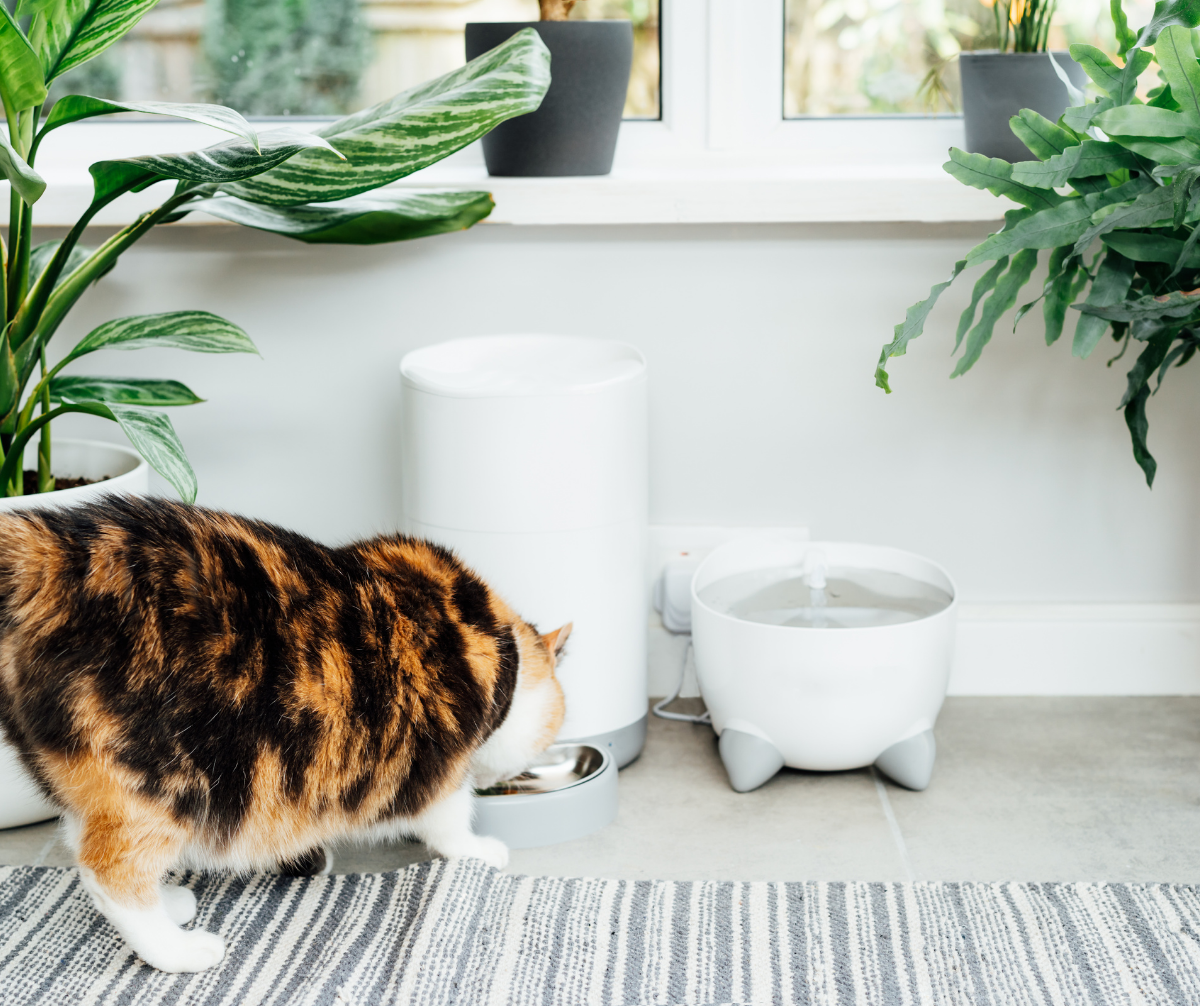 Top 5 Pet Cameras with Treat Dispenser for Your Furry Friend Ideas2Live4