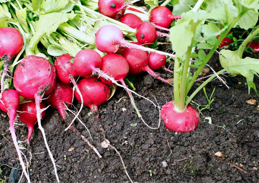 Some popular self-seeding vegetables include arugula, lettuce, tomatoes (especially cherry varieties), radishes, and cilantro.