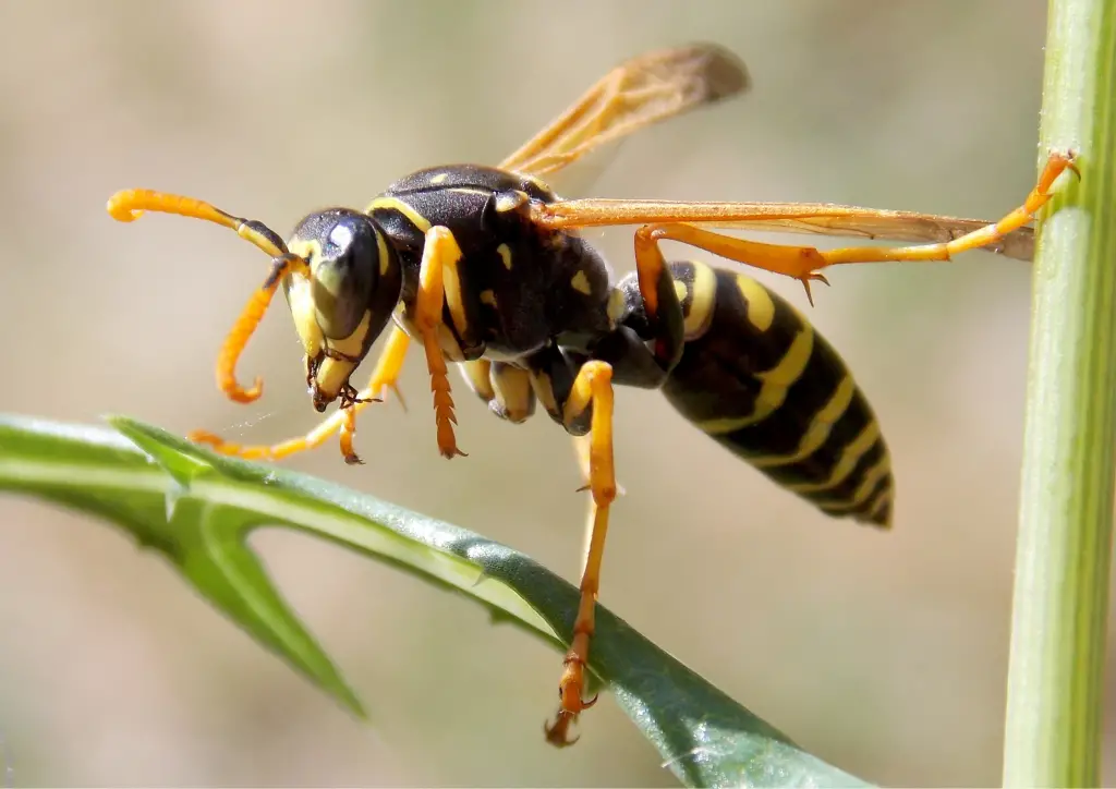 Wasp control is important because these little buggers can be a real pain (literally!).