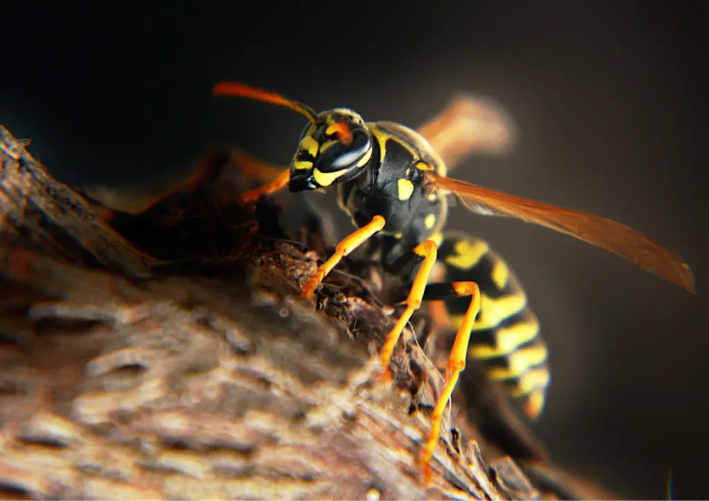 And if you have pets or children, you definitely don't want them accidentally stumbling upon a wasp nest and getting stung.